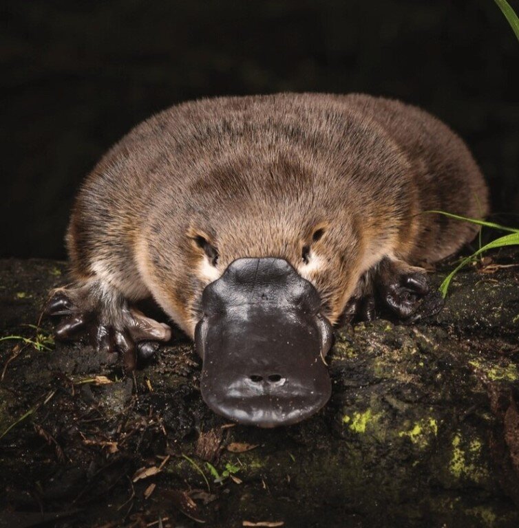 Фото взято из общего доступа
