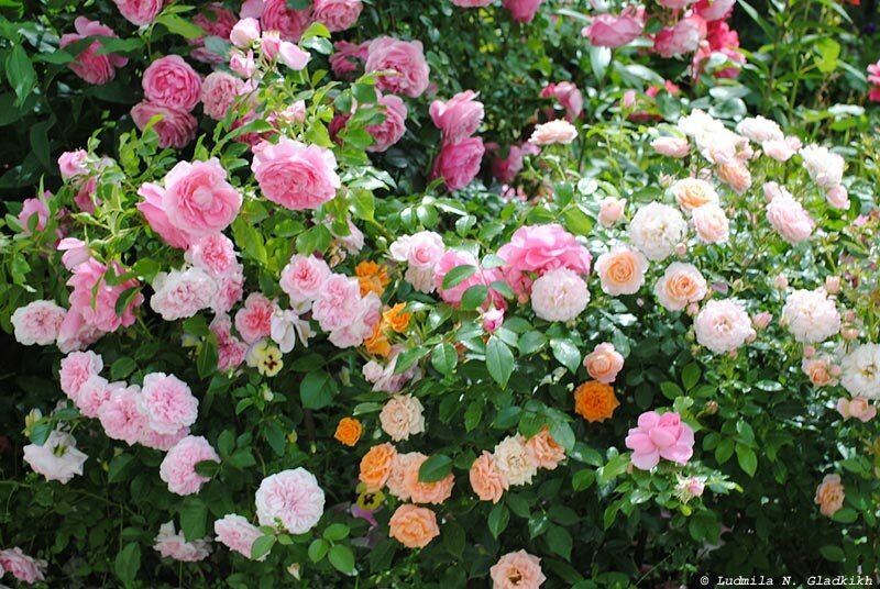 Микс из роз Тантау в саду Людмилы Николаевны Гладких
