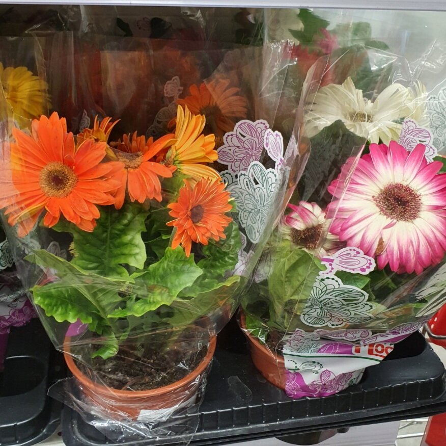 Смотрятся красиво, очень украшают подоконник в доме