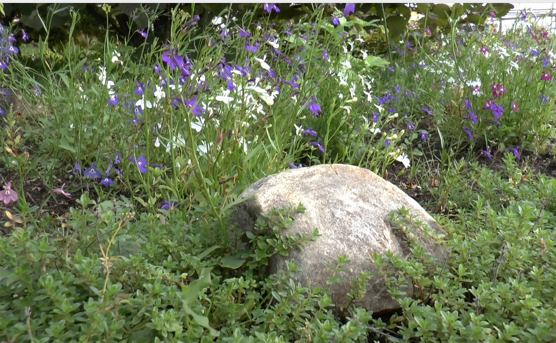 Ампельная лобелия в ландшафтном дизайне