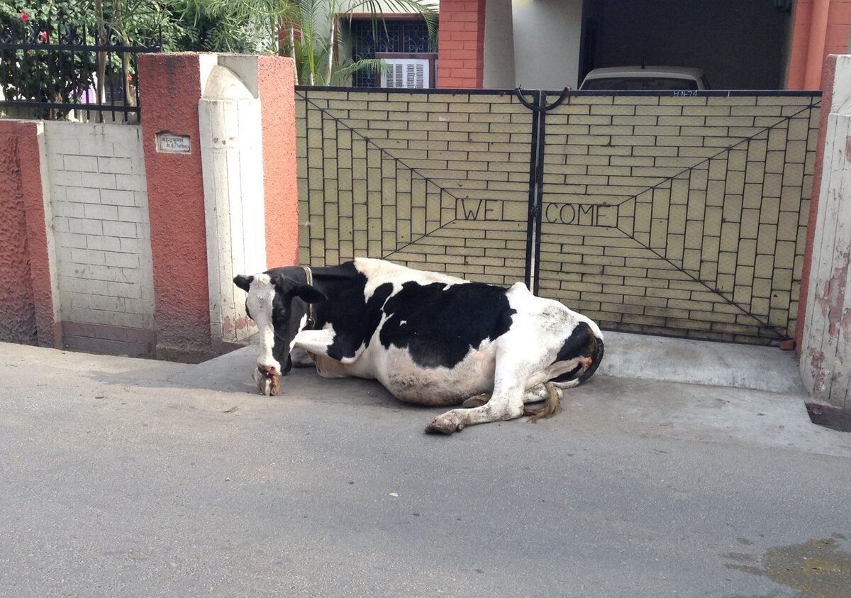 Мне кажется, самые большие коровы в мире живут в Индии!