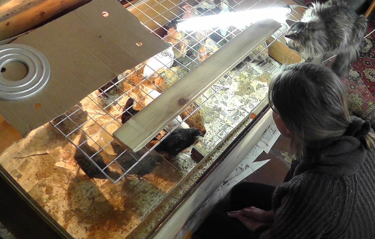 Жизнь с цыплятами. Первый год в деревне, первые цыплята...