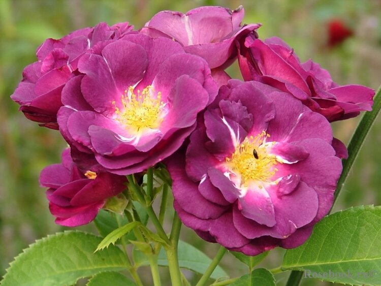 Фото с сайта Rosebook 