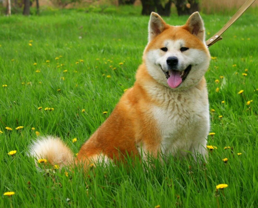 милый пес с задатком убийцы