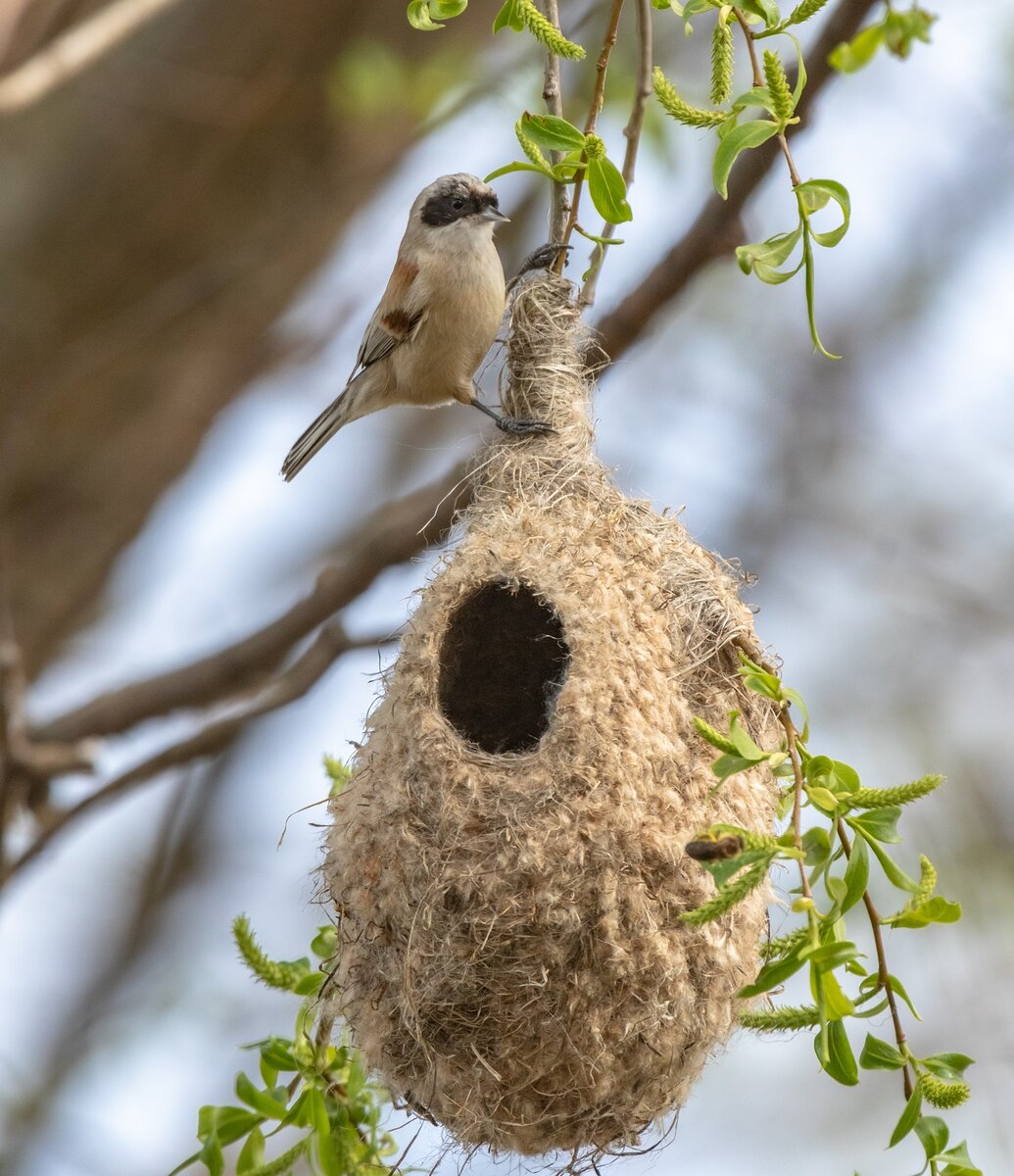 Издалека очень похоже на ежа на ветке, особенно с плохим зрением...