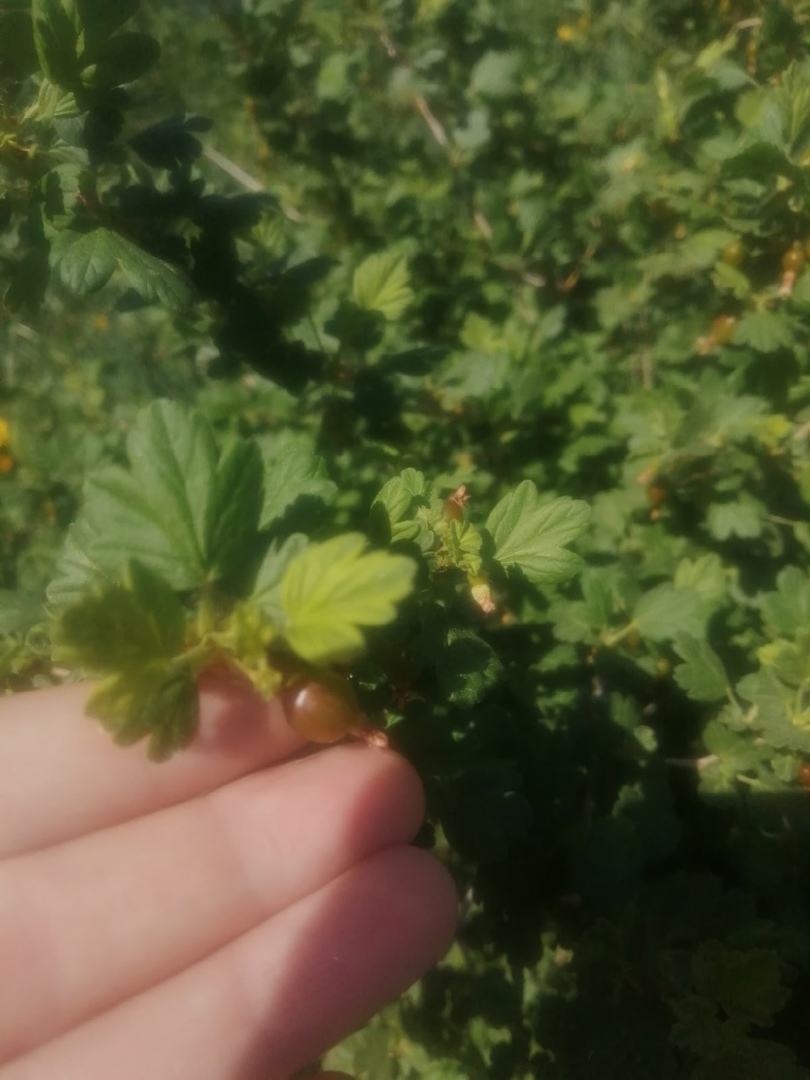 С такой погодой, огород в удовольствие. Уже ягоды крыжовника видны! Урал шокируй меня полностью, пусть все лето будет таким теплым))