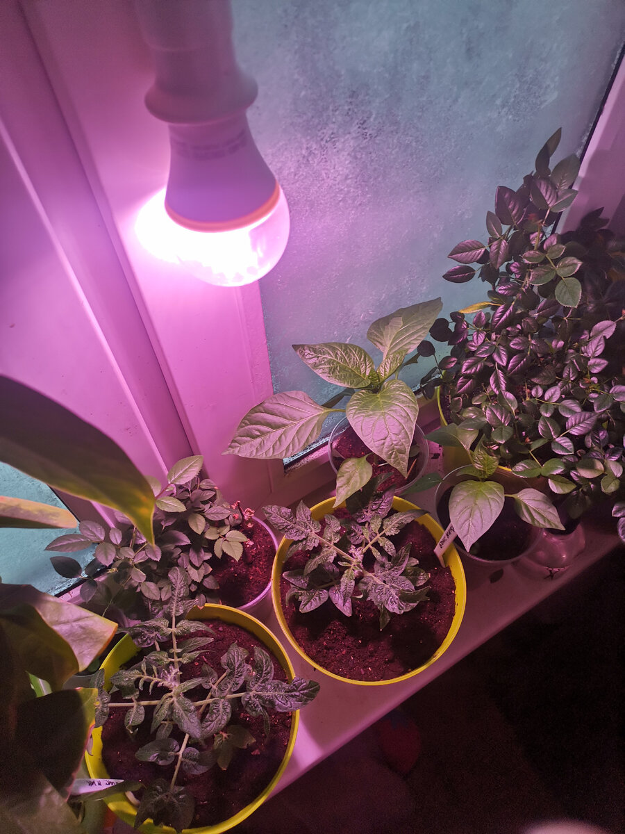 Посадила семена 06.02.2021 .Вот так он выглядел 03.04.2021. Ближе к окну побольше ,чем тот который рядом.