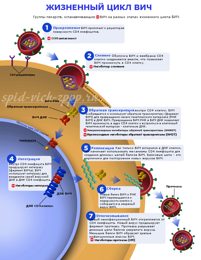Жизненный цикл ВИЧ. Фото: https://spid-vich-zppp.ru/