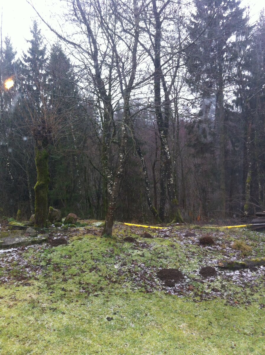 вместо травы везде мох, поэтому все зеленое