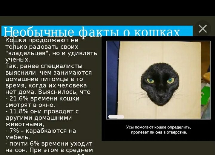 Кошки продолжают не только радовать своих владельцев но и удивлять ученых! 