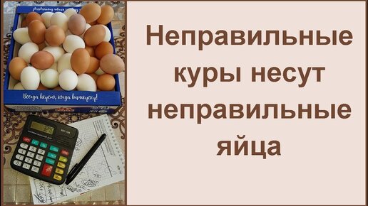 Куры несушки - простой бизнес - расходы и доходы с 37 кур