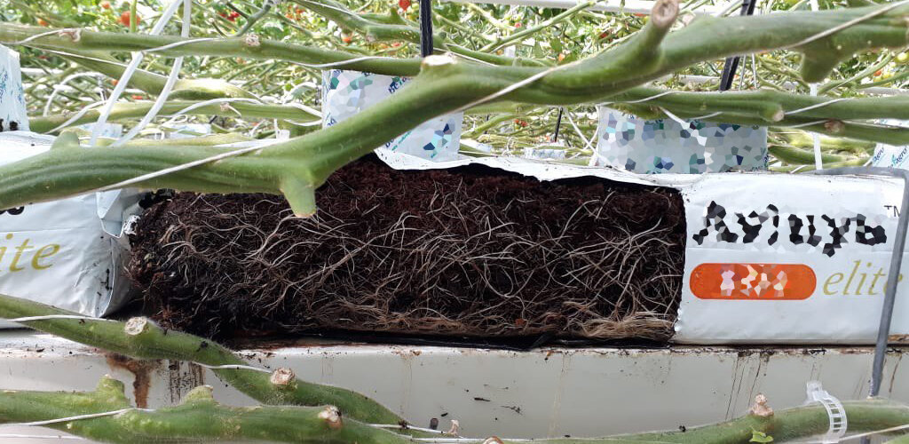 Корни томата при выращиании в кокосовом субстарте 