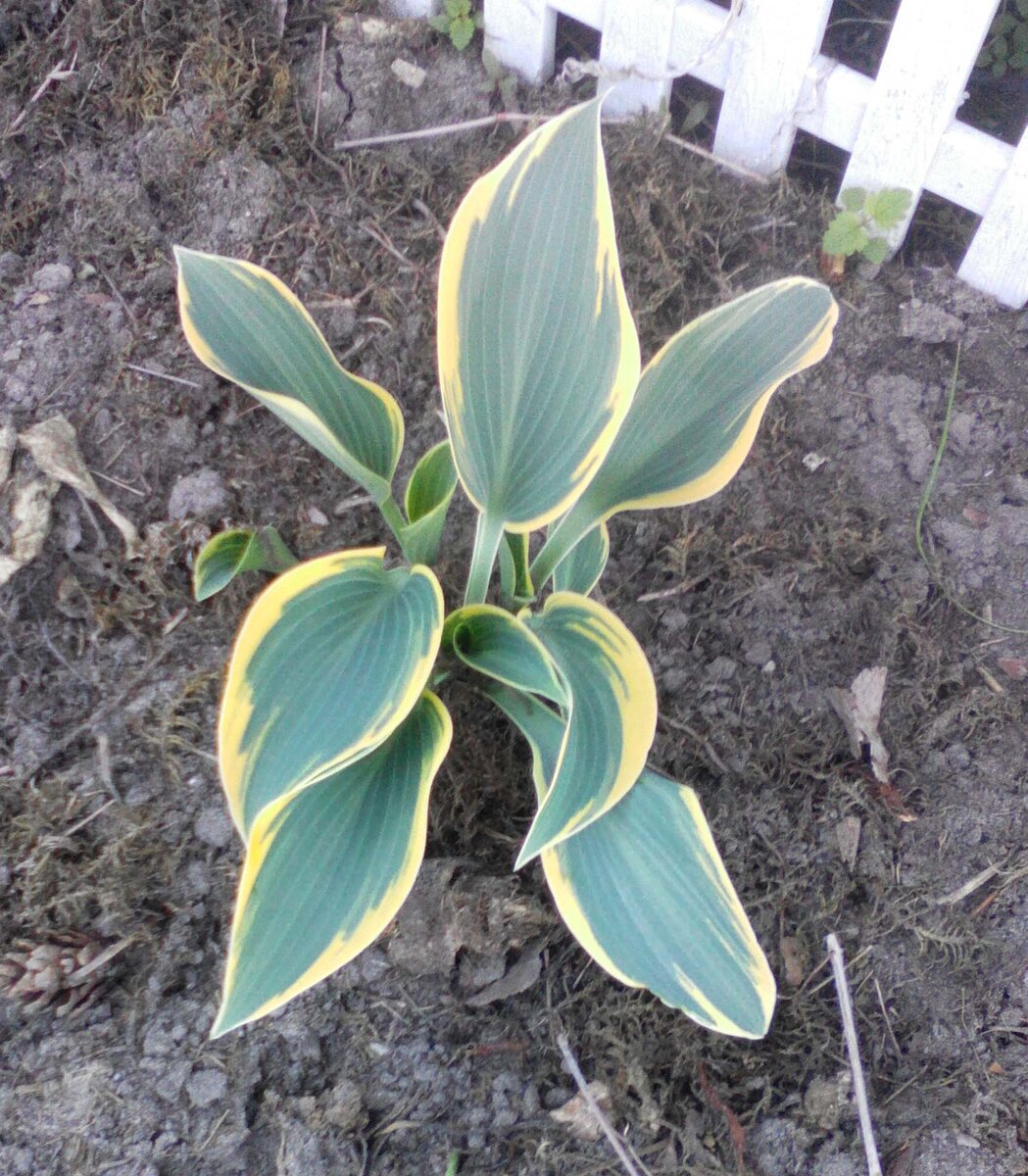  Моя хоста 1 июня