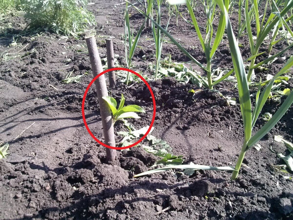 Фото автора - вот такие забавные палки.  