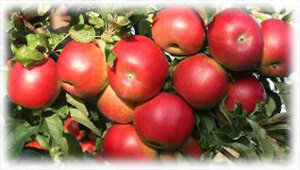 Любой садовод старается высаживать в своем саду лучшие сорта деревьев, приносящих отличный урожай. Одним из таких деревьев считается яблоня чемпион. Именно он является наиболее плодоносным. Это дерево приносит крупные плоды идеального вкуса. Вывели вид яблок в Чехии в 20 веке. Свое распространение он получил на западном рынке, среди стран Европы, а также на Украине.