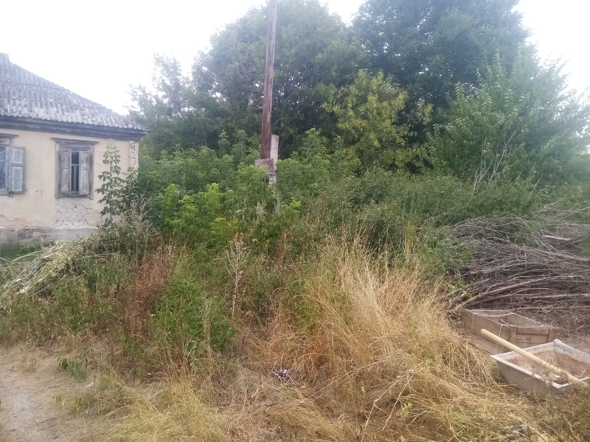 Дедушка, живший в доме до нас, ничего не садил и никому не позволял трогать дом и территорию вокруг. После него дом больше 3 лет стоял пустой - участок плотно зарос кустарником и деревьями.