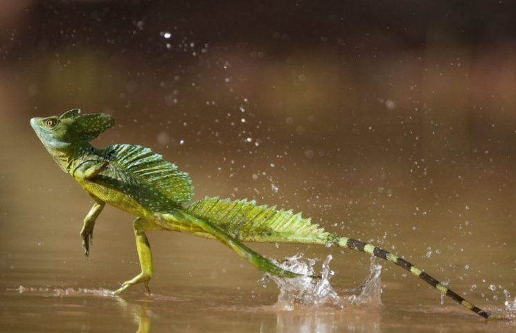 Вы только посмотрите на этого красавца