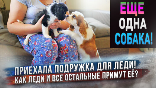 У нас еще одна новая собака и это опять Кавалер Кинг Чарльз Спаниель! Как пройдет знакомство с Леди?