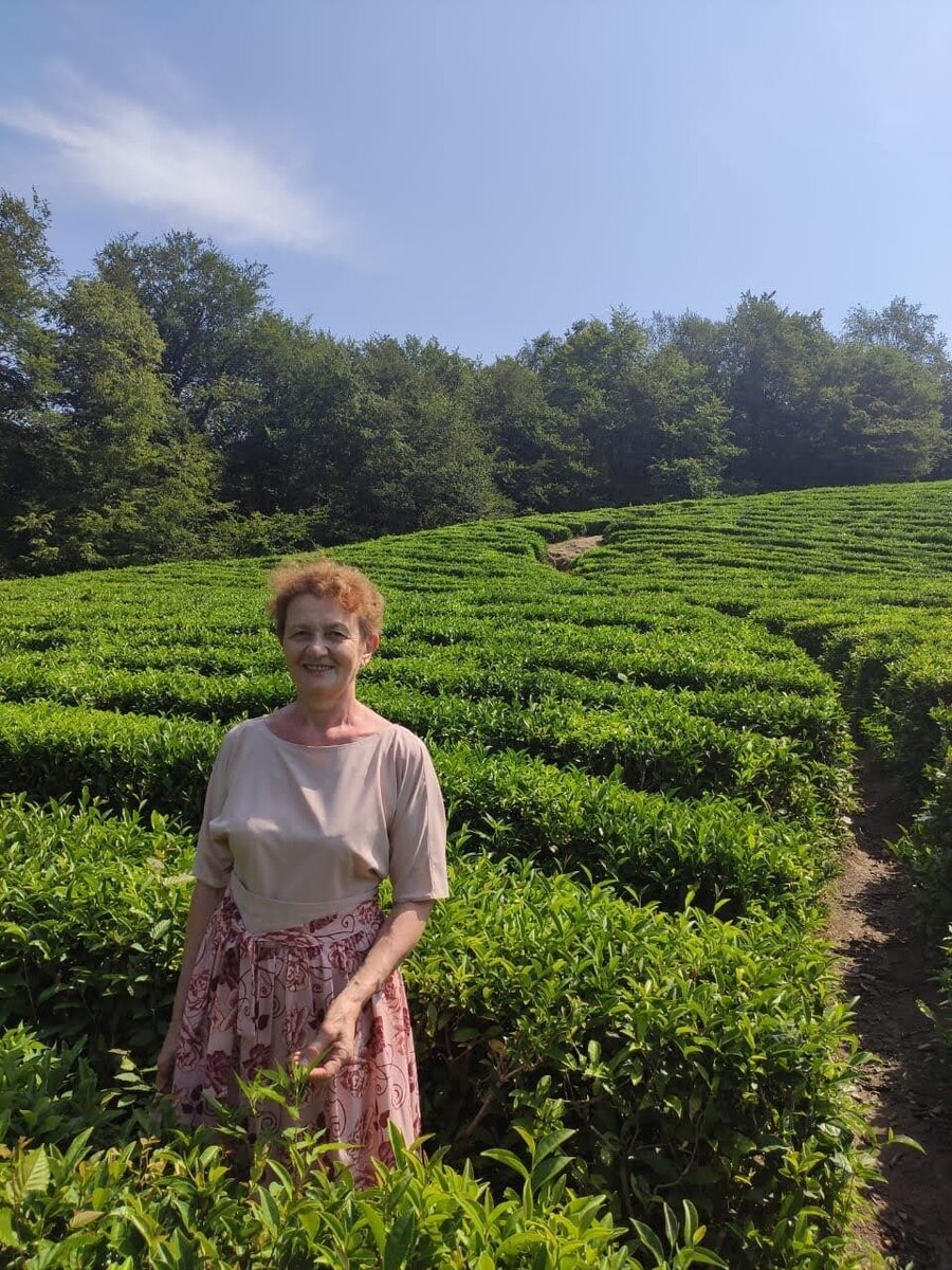 Чайные плантации в Мацесте.