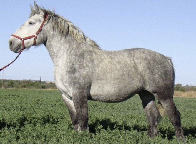 Вот такой породы Бомбовоз был - цвет, рост все совпадает. Фотография взята из Яндекс картинки