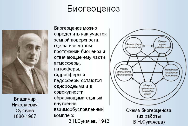 Биогеоценоз автор. Экотоп биоценоз. Схема Сукачева биогеоценоз. Биогеоценоз схема Сукачев.