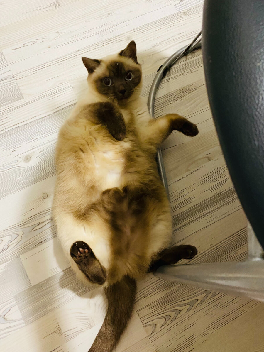 5 кг кошачьей радости. Фото автора.