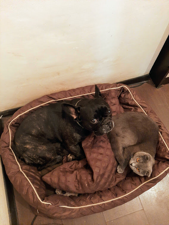 Аннексия Цирькой лежанки пёселя. А еще в ближнем углу виднеется кусочек заныканой кем-то из них игрушки.😎