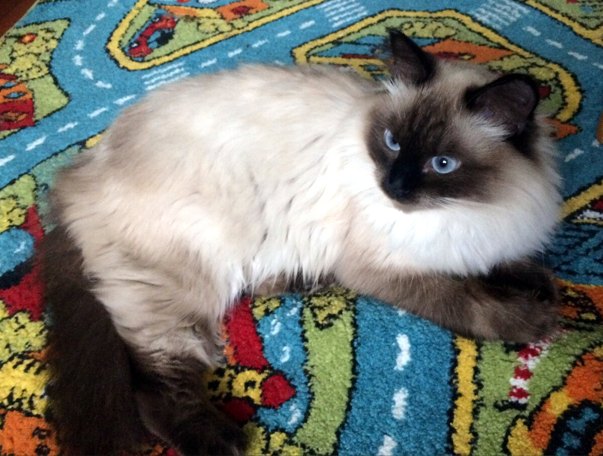 Распространенная ошибка хозяев - думать, будто кошка пакостит в неположенных местах просто из-за вредности. Кошки очень чистоплотны, и без веских причин так себя не ведут.