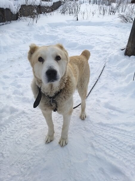 Фото соседей , которые не дали погибнуть собаке