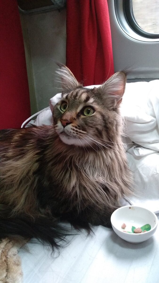 Вагонная еда