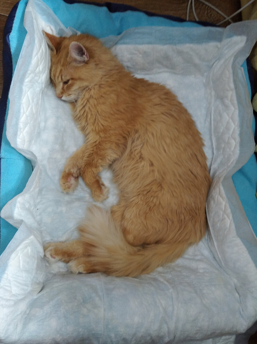 Яша сегодня