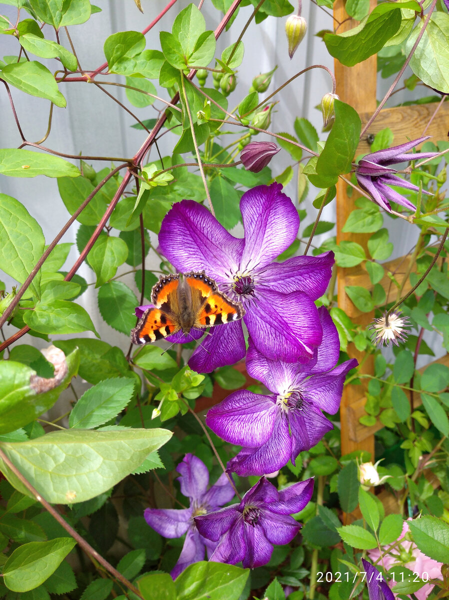 Срок цветения