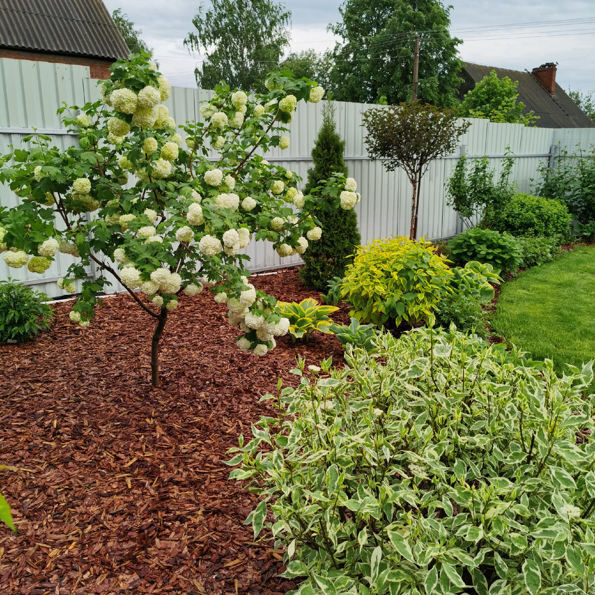 Калина Бульденеж и справа молодой дерен Элегантиссима