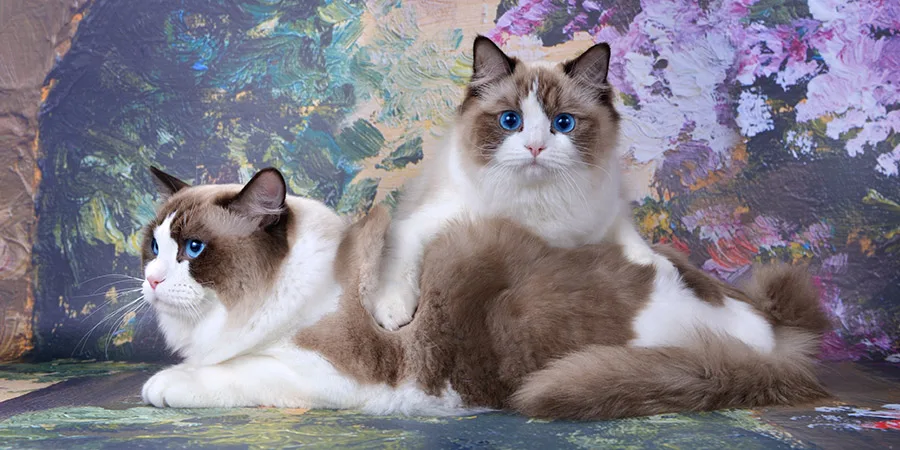 Фото с сайта питомника кошек Рэгдолл stavrosragdoll.ru