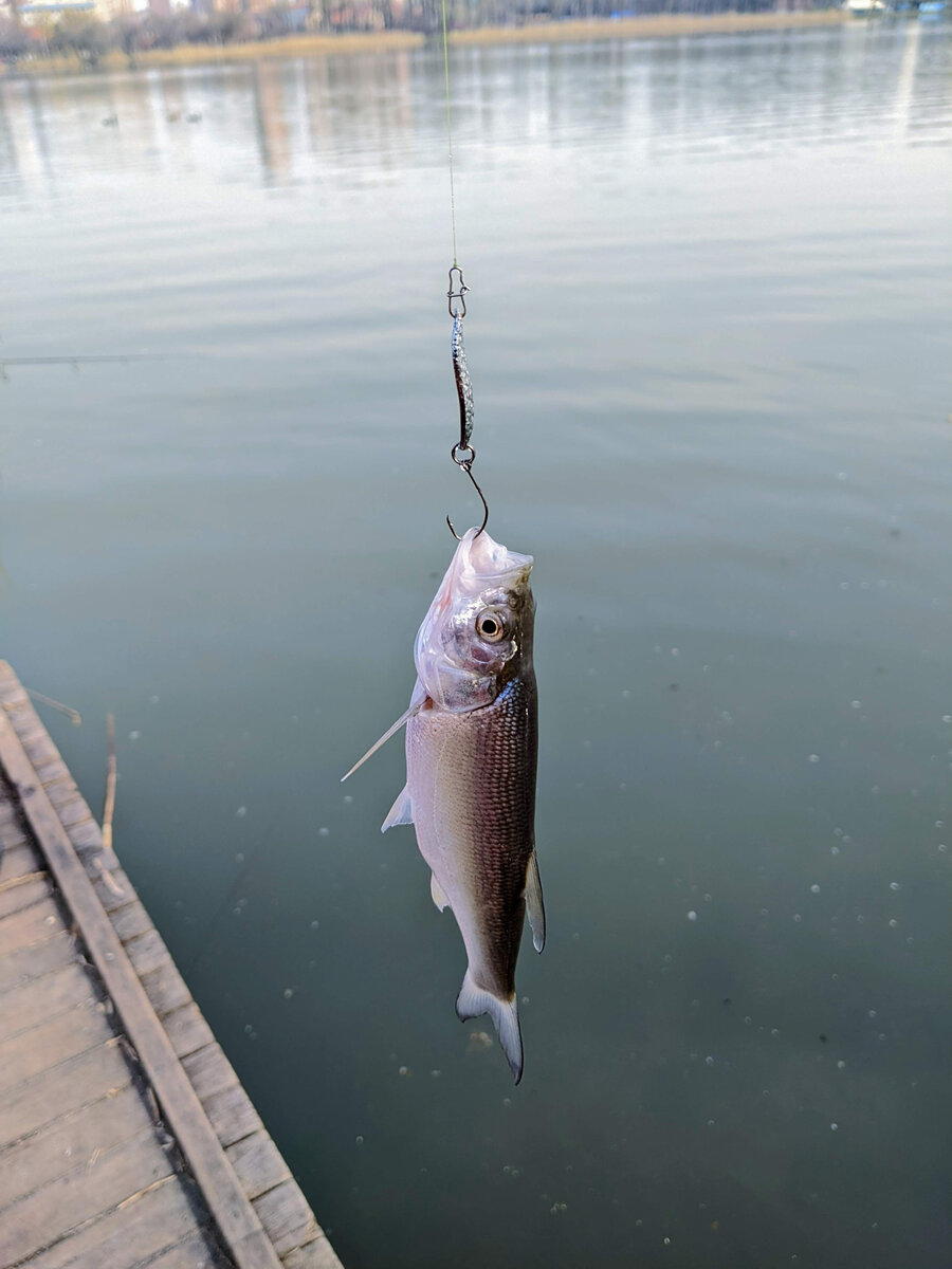 Весенняя рыбалка в Краснодаре на Солнечном острове (Сафари парк) |  Fishingeer | Дзен