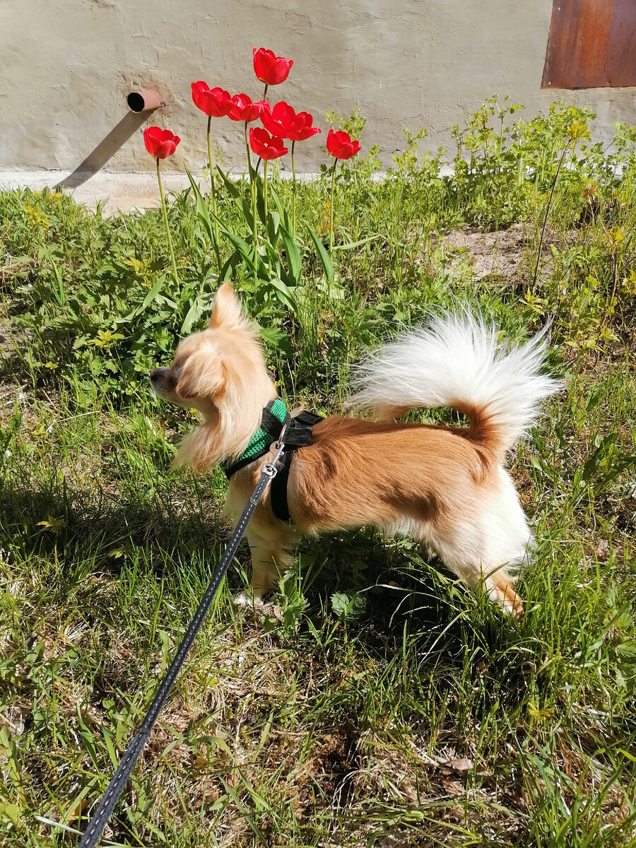 Мой Джоник,, Персик, Юджин