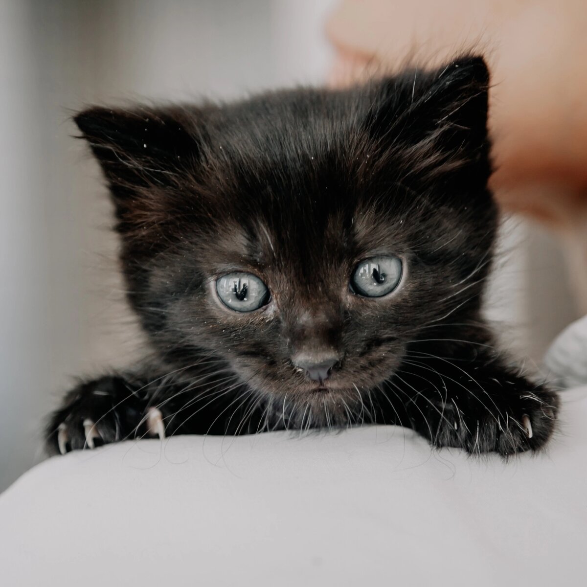 маленький слепой котенок. приму котят. приму котят. приму котят. приму котят.