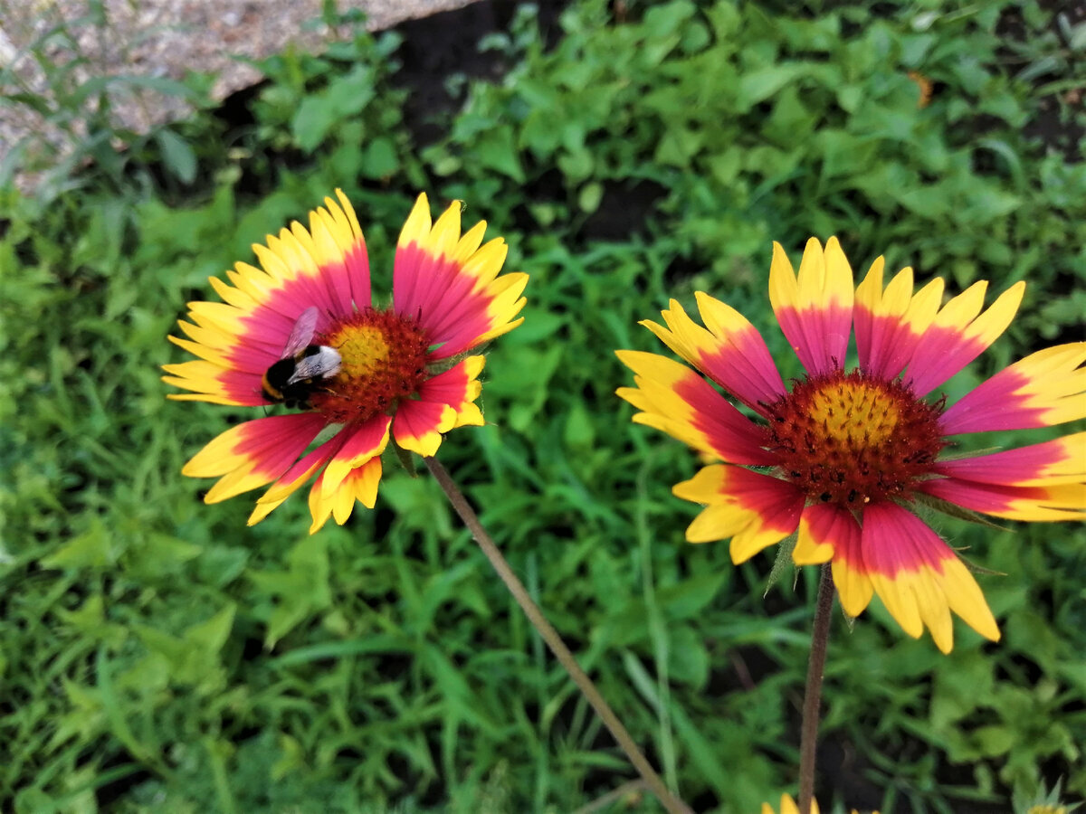 Ромашки и пушистая попа шмеля.