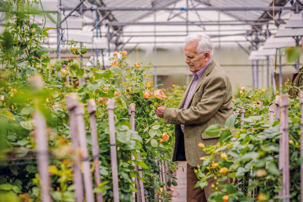 Дэвид Остин Фото из инета