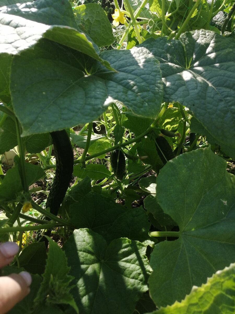 Китайский император набирает массу 