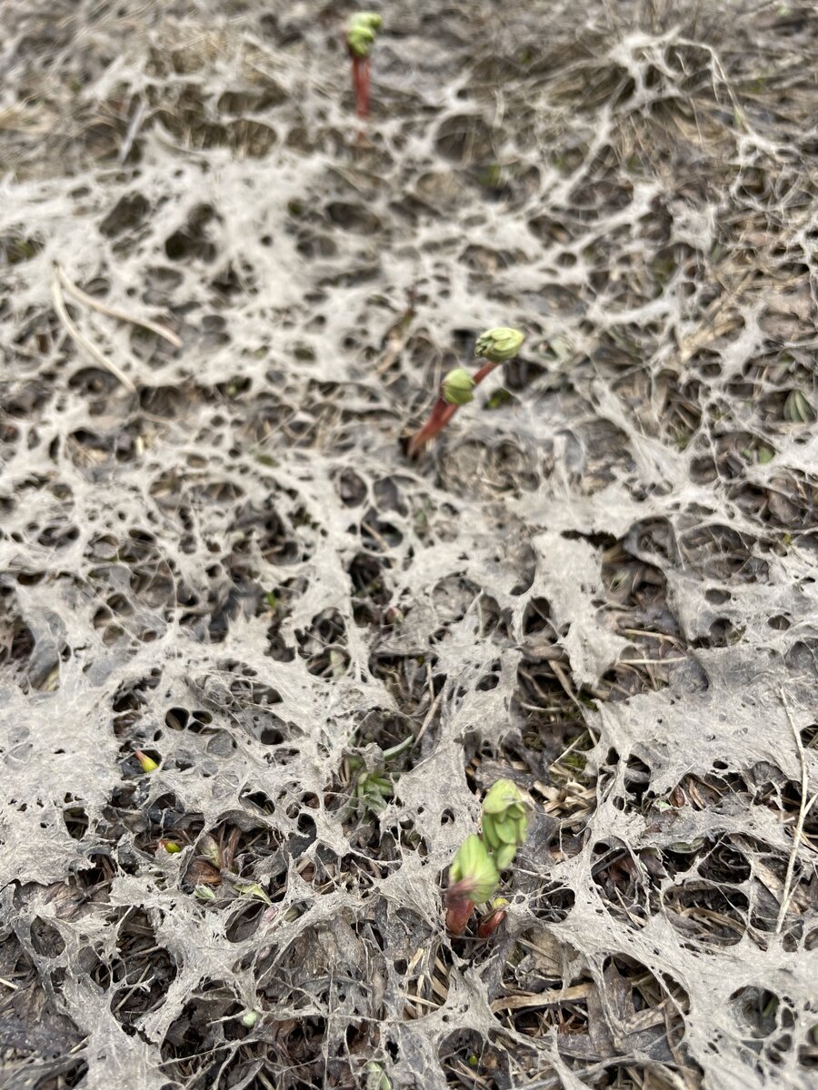 Снежные корни хохлатки. Июнь 2022 г. Фото автора. (листайте галерею)