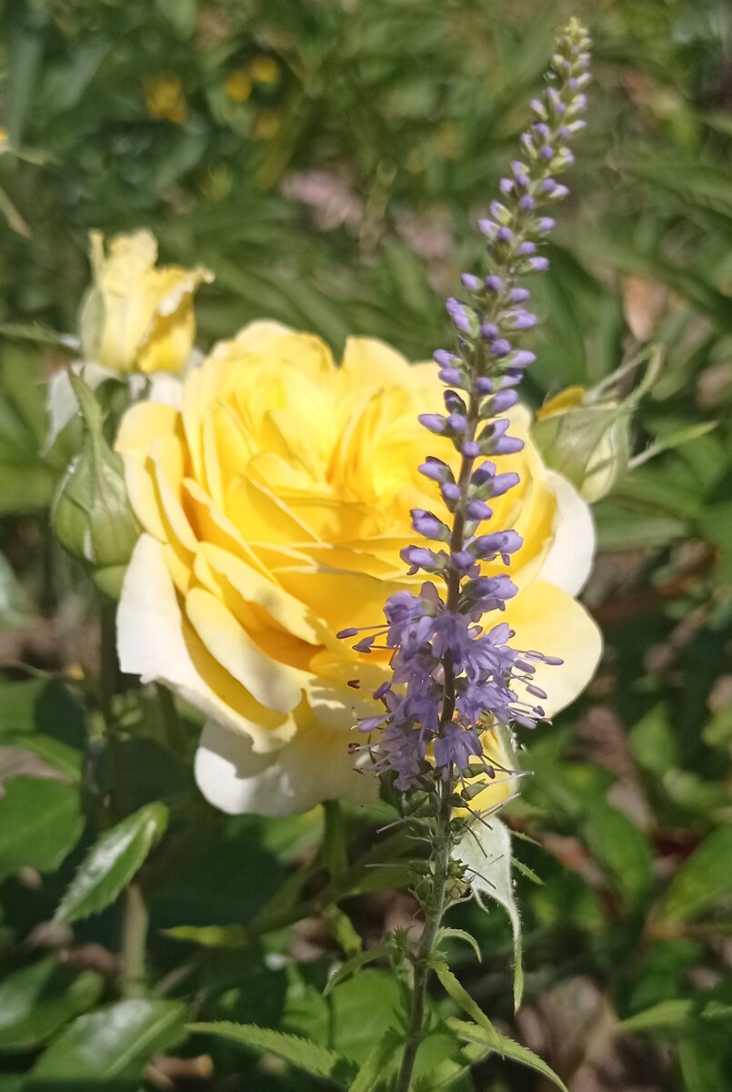 Роза Инка и вероника длиннолистная 70 см