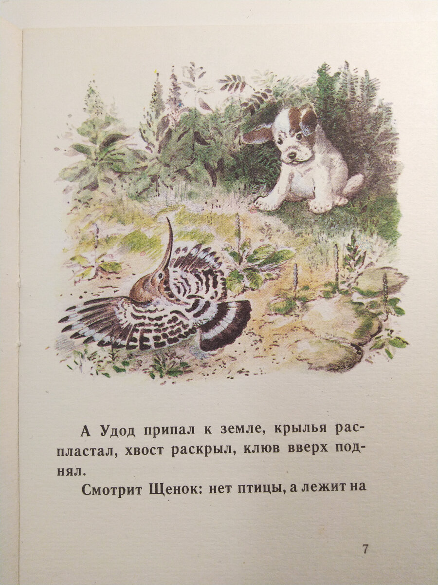 Евгений Чарушин - самый яркий и совершенно невероятный детский иллюстратор  | Наталья Почуева 