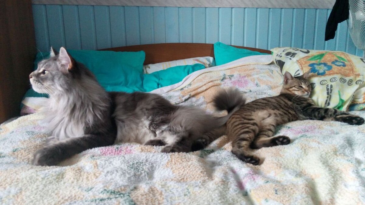 Пунш и Марсюша на даче.