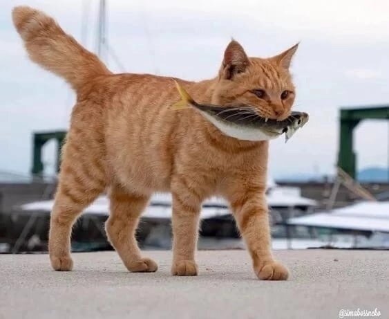 иллюстрация из яндекс картинки.