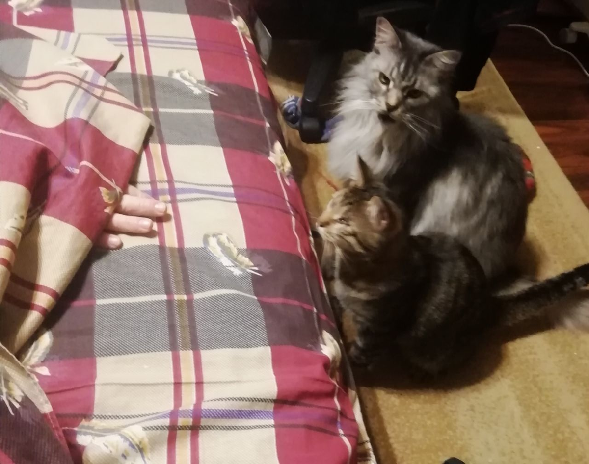 Утро голодных котов
