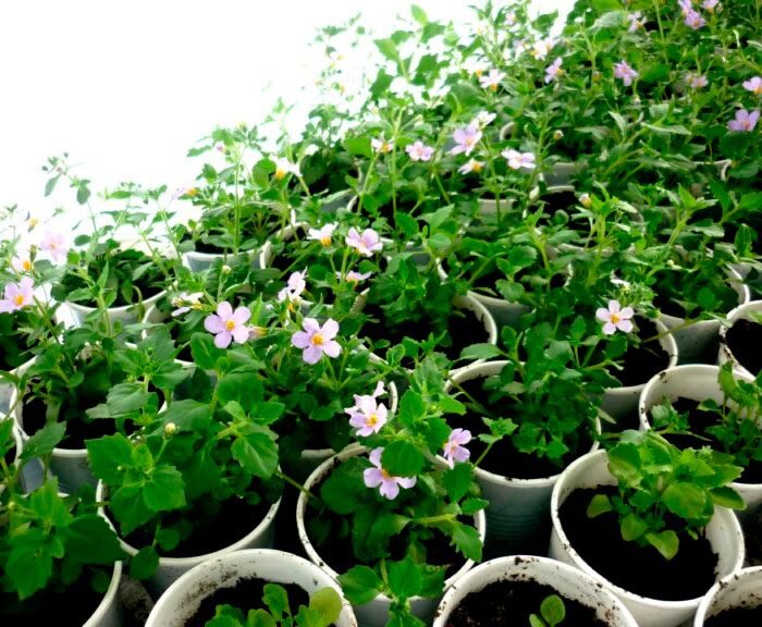 Шикарный обильноцветущий цветок бакопа: основы ухода за растением | Огород Мечты | Дзен