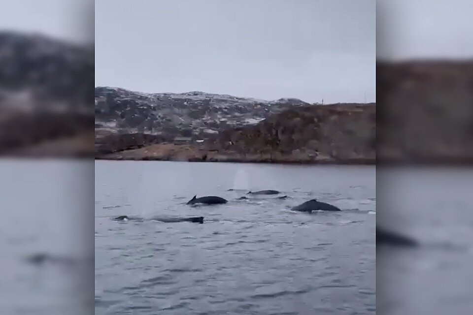     Северяне поделились в соцсетях видео с китами, которых заметили в Баренцевом море возле Териберки. Фото: скриншот видео