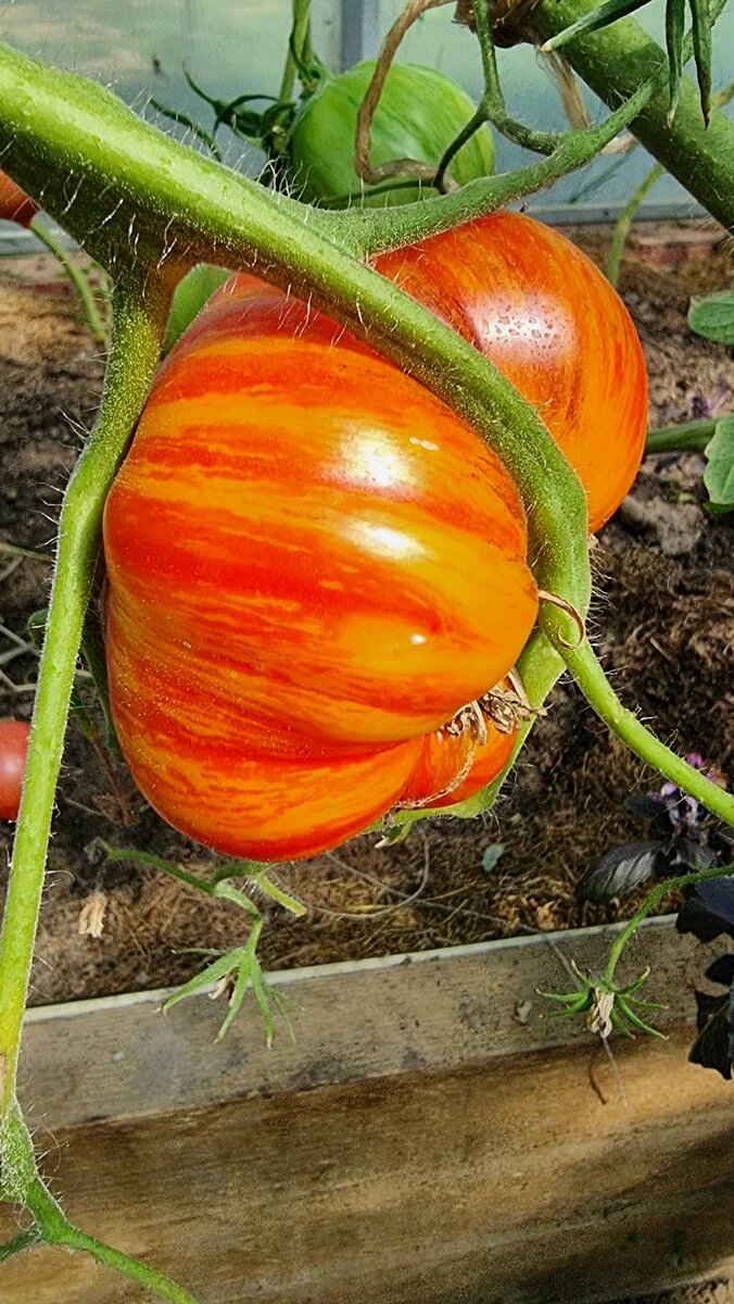 Томат мечта Алисы, фото Николая Качалина