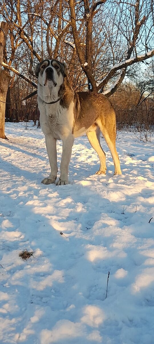 Приятно считать что одомашнивание дикой собаки (волка) началось 10-12 тыс. тому назад. На протяжении тысячелетий человек выводил новые и новые породы. В настоящее время насчитывается более 400 пород собак, имеющих самое разное применение. У нас в стране принято разделение собак на 4 группы:                                                              1- служебное                                                         2- охотничий                                                          3- спортивные                                                                4-  декоративные                                                    Использовать собак для армейских нужд в России начали еще в 19 веке, в период  Кавказкой войны (1817-1864).